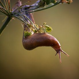 Super-Slime-Snail von Linda Lu