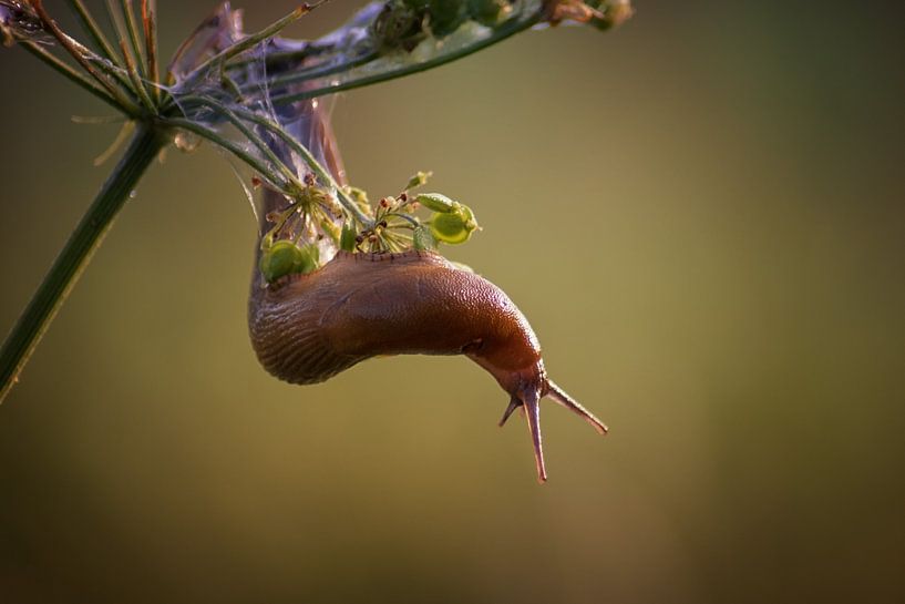 Escargot Super Slime par Linda Lu