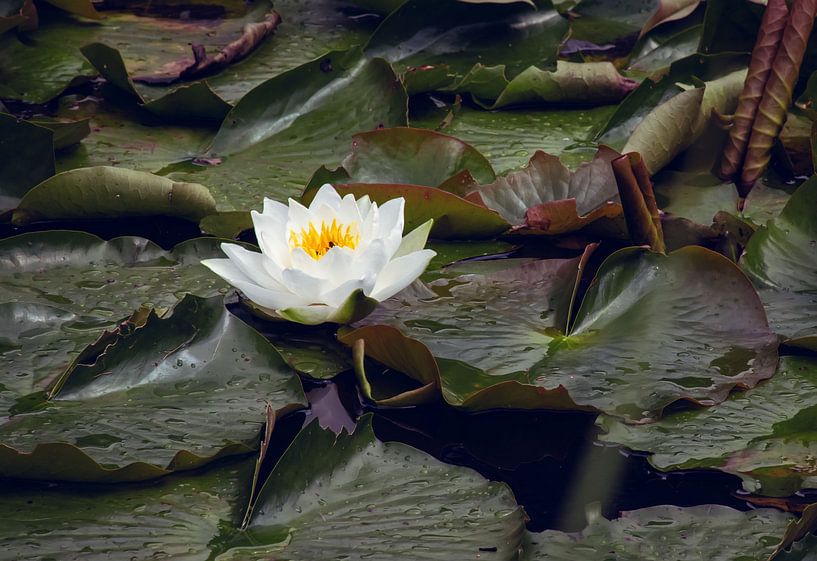 Le nénuphar par D.R.Fotografie
