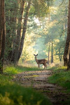 Ontmoeting op het Bospad van JMV nature photography