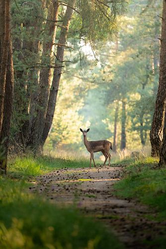 Begegnung auf dem Waldweg