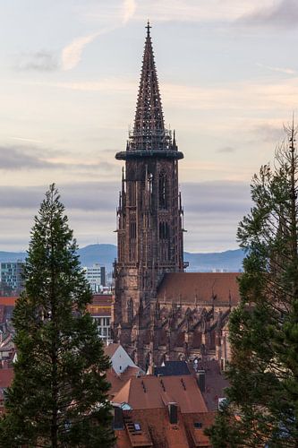 Duitsland, Oude minster van Freiburg im Breisgau tussen bomen
