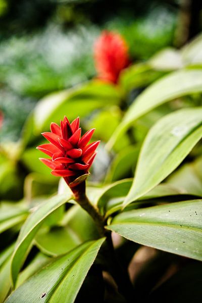 The tropical delicacy of an emerging red flower by Frank Photos