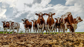 Posing cows