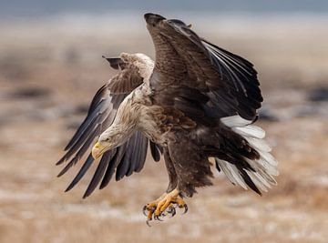 White tailed eagle  by Menno Schaefer