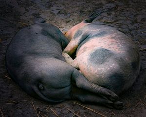 Schweine