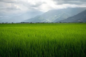 Groene rijstvelden bij Chishang in Taiwan van Mickéle Godderis