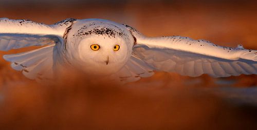 Female Snowy Owl (Bubo scandiaca) in flight