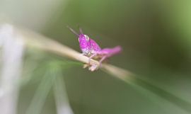 Rosa Grashüpfer von Het Boshuis