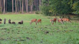 Herten, Zwijnen sur Gijs van Veldhuizen