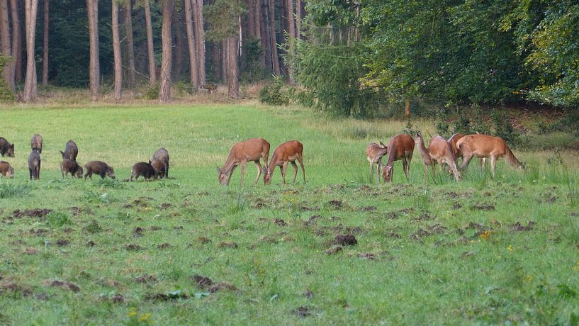 Herten, Zwijnen von Gijs van Veldhuizen