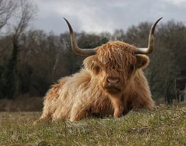 Scottish Highlander by nataschja van der Woude-de Jong