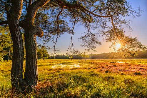 Zonsondergang in het veld