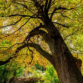 Colourful Autumn by Marco Schep