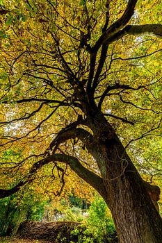 Colourful Autumn