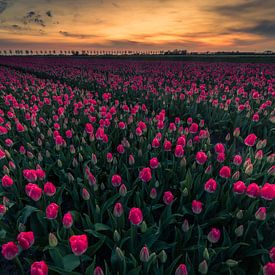 champ de tulipes juste avant le lever du soleil sur peterheinspictures