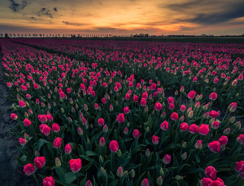tulip field just before sunrise by peterheinspictures