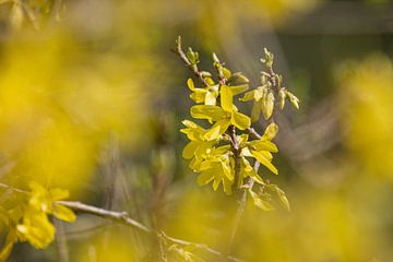 gele forsythia, van Janny Beimers