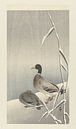 Two ducks on a snowy reed, Ohara Koson by Creative Masters thumbnail