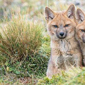 Twee jonge Zuid-Amerikaanse vosjes van RobJansenphotography