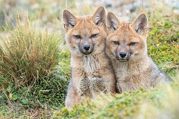 Two young South American Grey Foxes by RobJansenphotography
