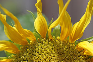 Sonnenschein