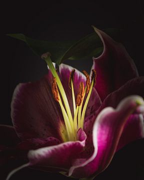 Close up lily dark & moody van Sandra Hazes