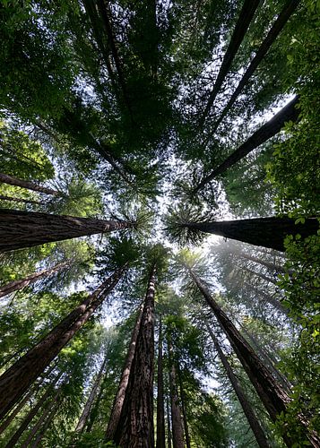Majestic Redwoods Towering Toward the Sky in a Sunlit Forest Canopy by HyggeHavn