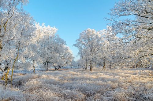 winterlandschap