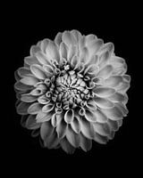 Marigold