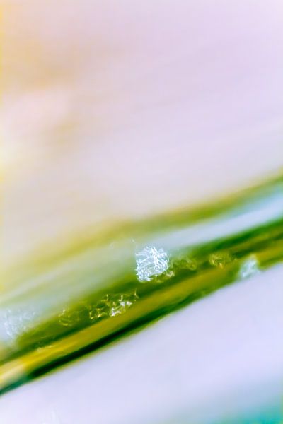 Light flakes - abstract photography in pastel shades by QEIMOY