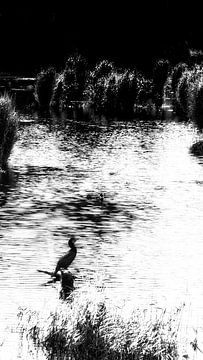 Kormoran bei strahlendem Sonnenschein