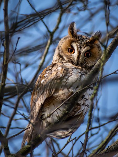 Waldohreule 1 von Femke Straten