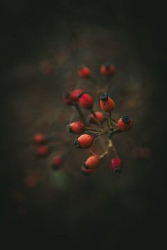 Beeren auf einem Baum von Jan Eltink