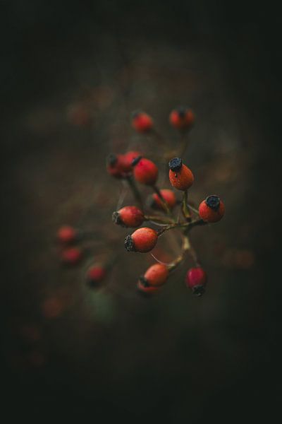 Berries on a tree by Jan