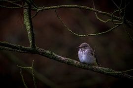 Grauschnäpper von Frederik lembreght