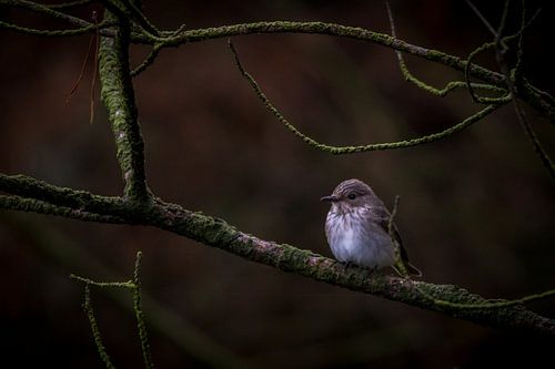 Grauwe vliegenvanger