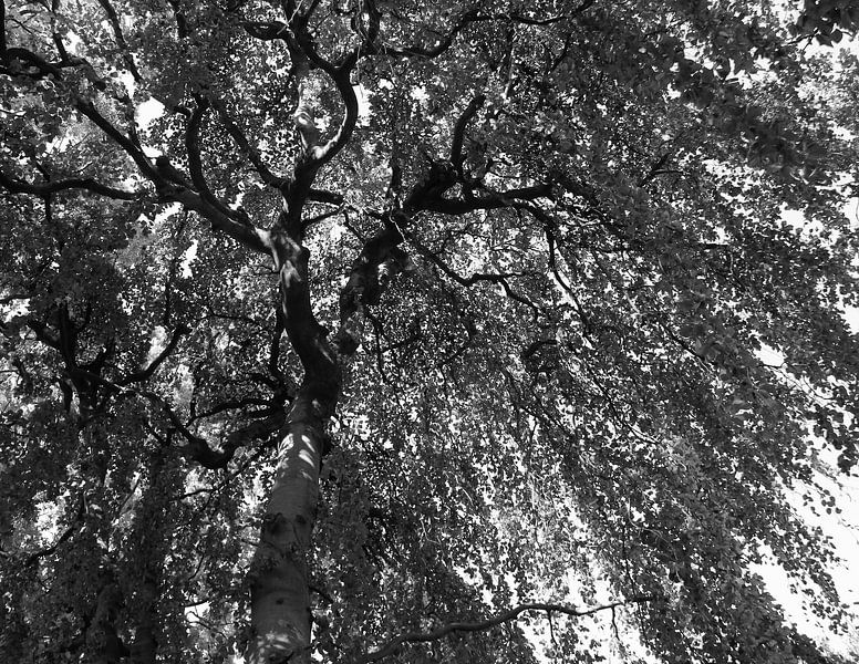 Vordach von Jose Lok