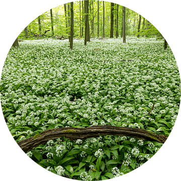 Een tapijt van wilde knoflook in het bos van Thomas Herzog