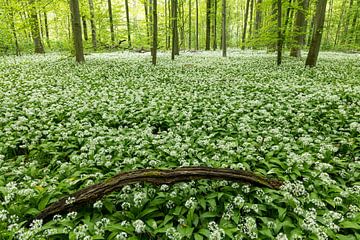 Een tapijt van wilde knoflook in het bos