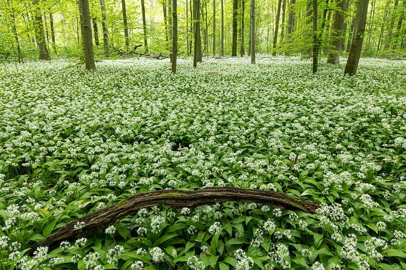 Wild garlic carpet in the forest by Thomas Herzog