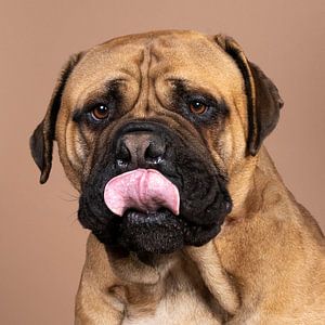 Kopf eines Bullmastiff-Hundes mit herausgestreckter Zunge auf beigem Hintergrund
