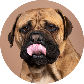 Hoofd van bull mastiff hond met tong uit op beige achtergrond van Leoniek van der Vliet