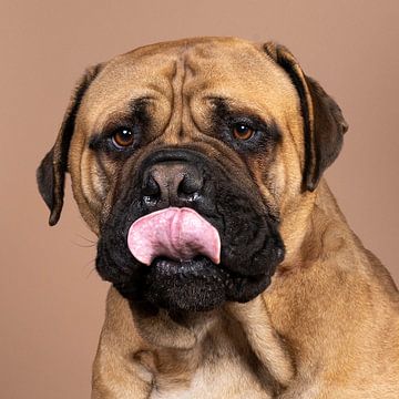 Hoofd van bull mastiff hond met tong uit op beige achtergrond van Leoniek van der Vliet