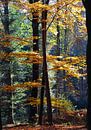 Herbstwald von Marieke Funke Miniaturansicht