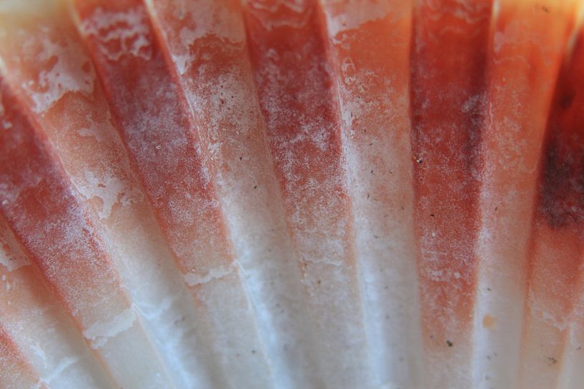 Schelp detail by Willy Sybesma