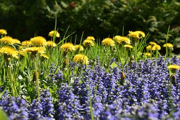 Wild flowers in the garden by Claude Laprise