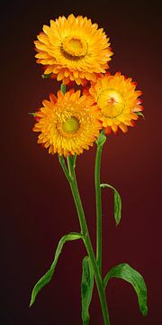 Orange straw flowers by Ben Winckelmans