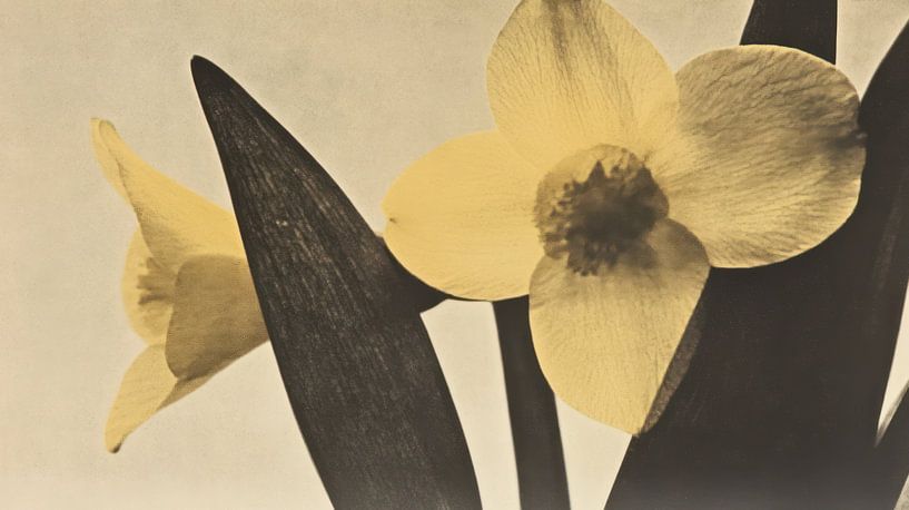 Narzissen von Franka Poulain