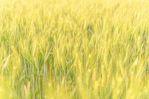Fresh wheat plants growing in a field during springtime